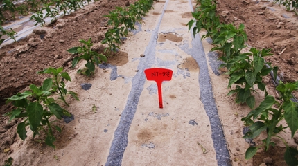 和碩縣 科技示范基地推動(dòng)農(nóng)業(yè)升級，注入鄉(xiāng)村振興新活力